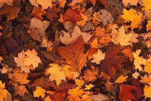Fall Brings Wet Weather and Leaves