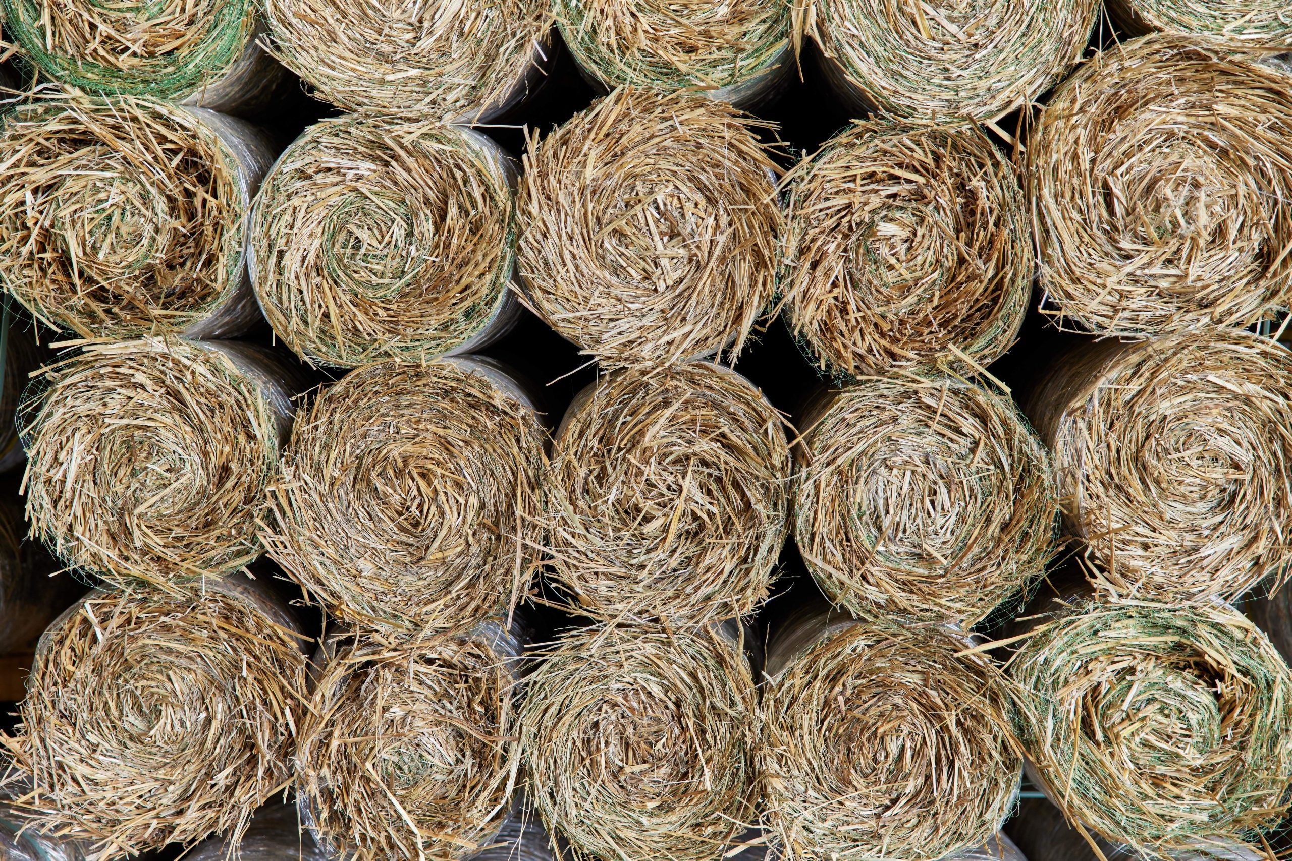 The North American Green Brand