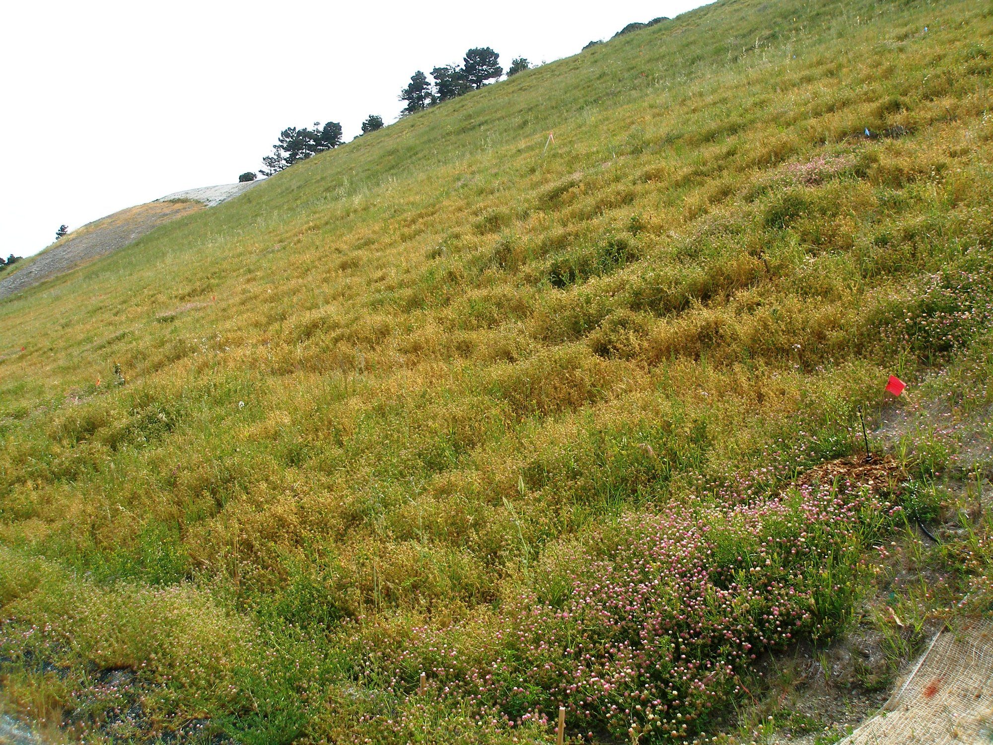 1. Vegetation Has Less Time to Become Established